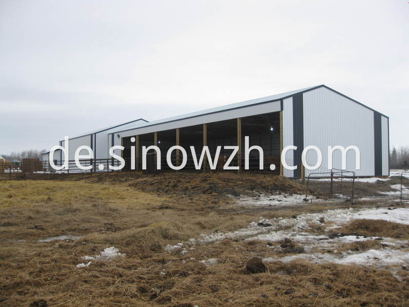 steel structure cow shed (1)